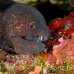 moray_yellowmargin_kimalek210_h_0011_sul7799.jpg